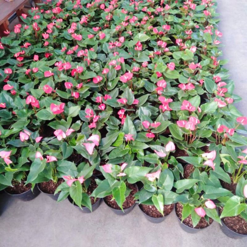 Anthurium mikey mouse bunga putih - pink - merah - ungu / anthurium mikey mouse / anthurium bunga