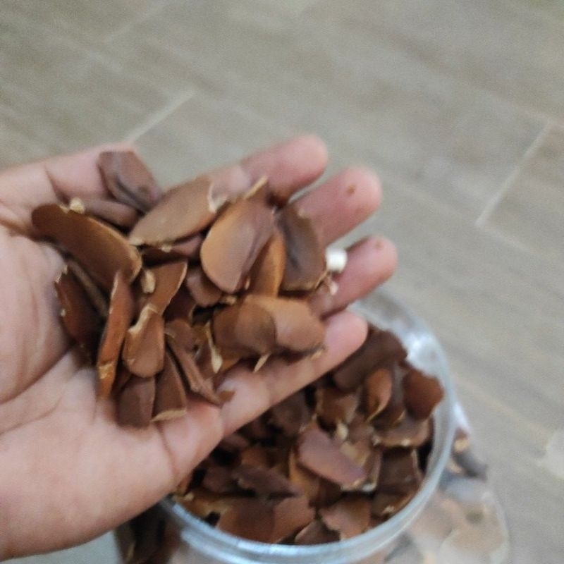 

Biji maoni atau mahagoni 100gram