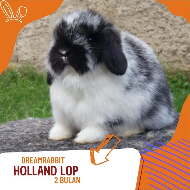 Kelinci hias holland lop
