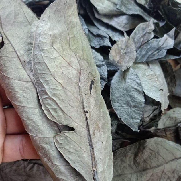 

TERMURAH DAUN JARAK KERING 1 KG