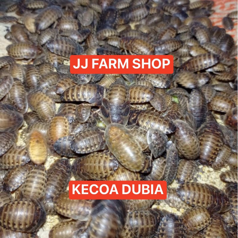 kecoa dubia 1cm - 2cm pakan makanan ikan burung reptil dll termurah