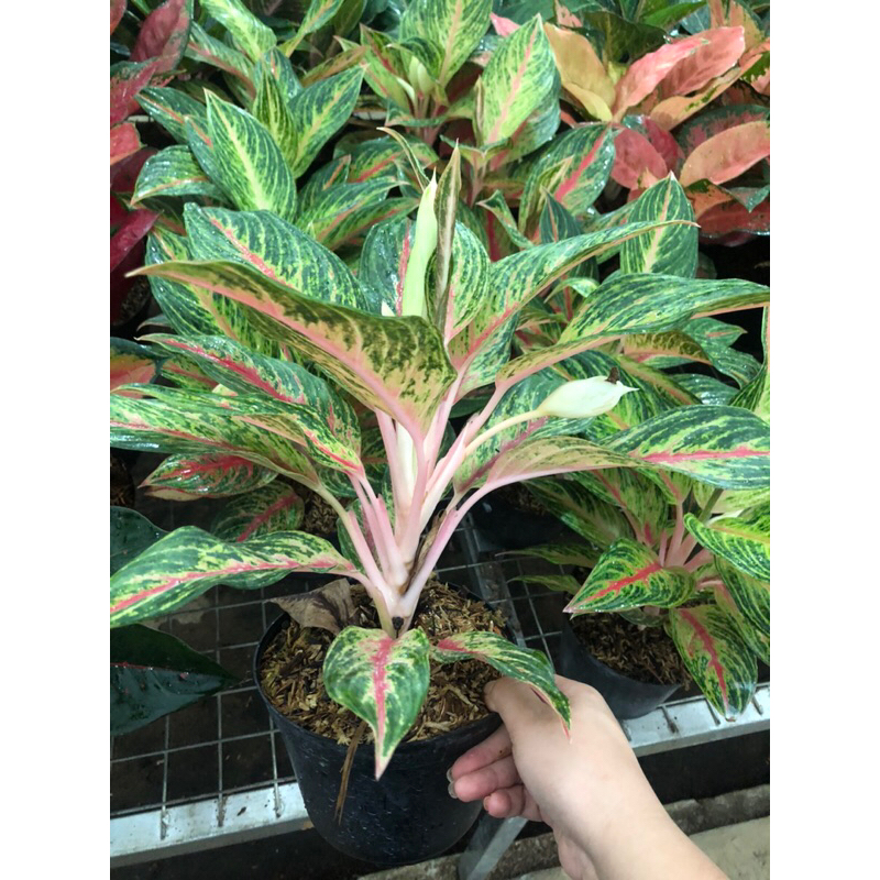 Aglaonema Golden Sweet Lokal jumbo