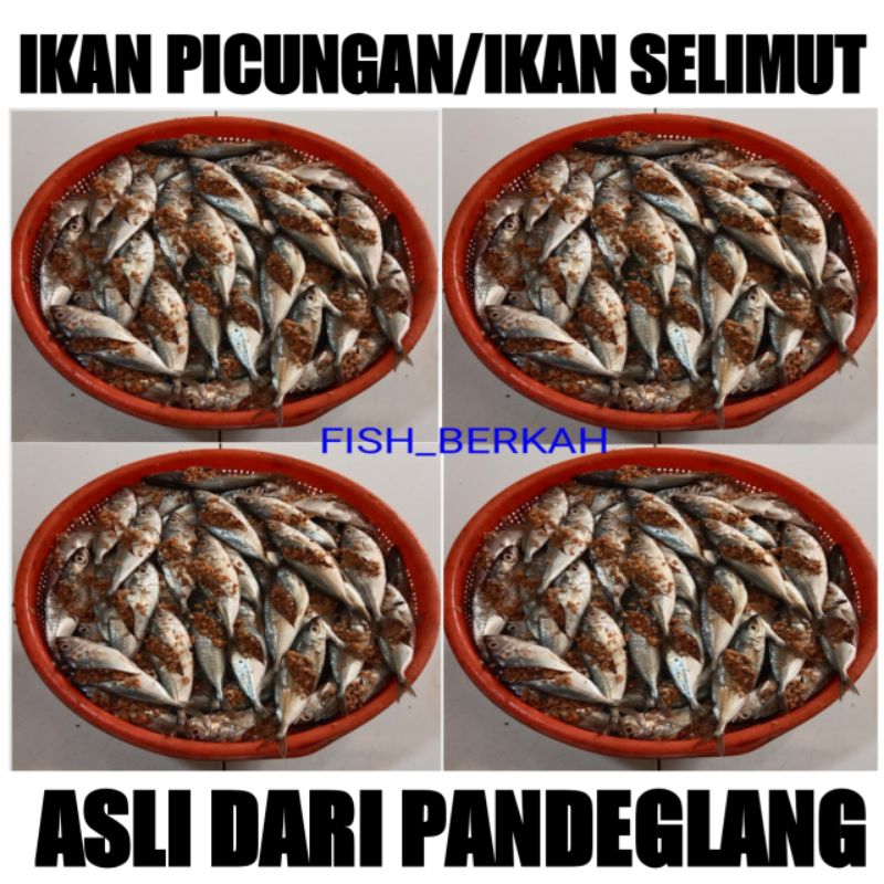 

IKAN PUCUNG/IKAN SELIMUT/IKAN PICUNGAN - Asli dari Pandeglang