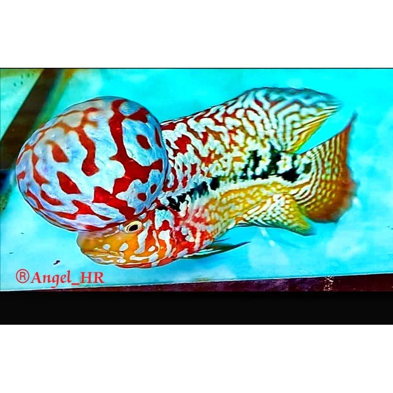 HR-Burayak king kamfa v9 thailand grade vip