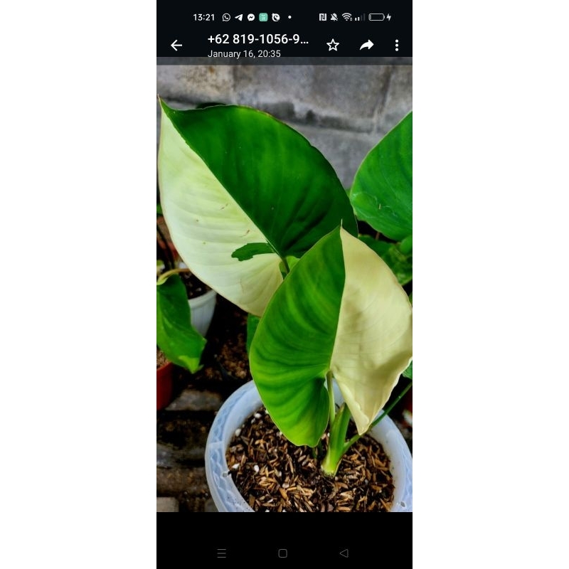 tanaman hias homalomena pendula var kuning