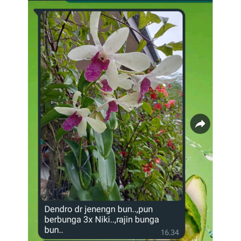 Anggrek dendro bunga pertama