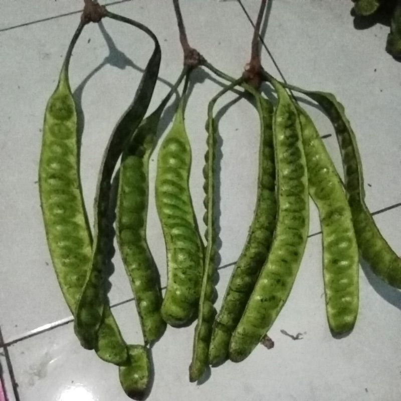 

PETAI/PETE JAWA MURAH SEGAR