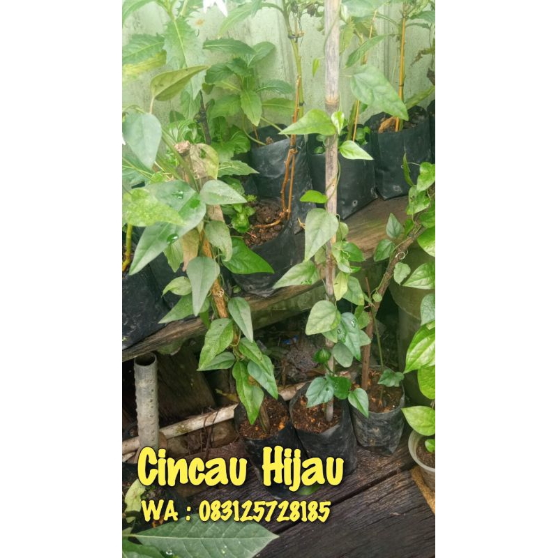 Bibit Cincau Jelly Hijau