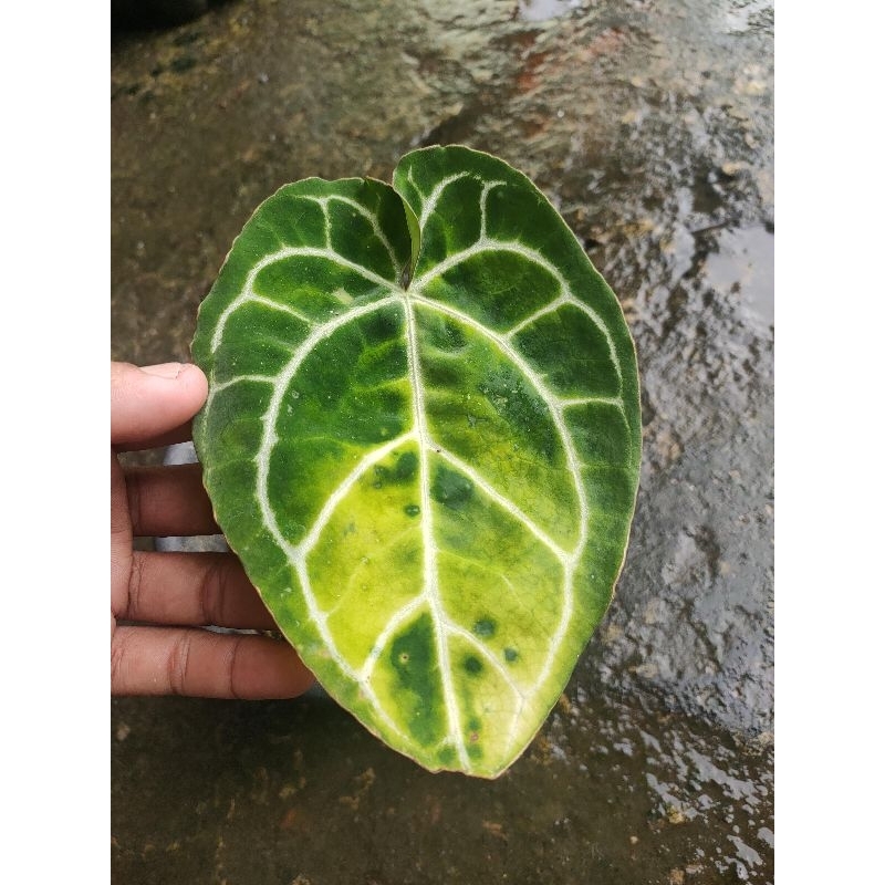 anthurium crystallinum variegata kuping gajah cristalinum varigata