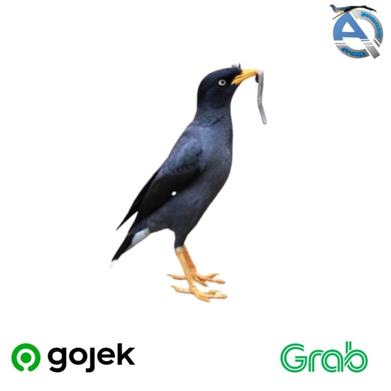 BURUNG JALAK KEBO HIDUP BAHAN mata kuning
