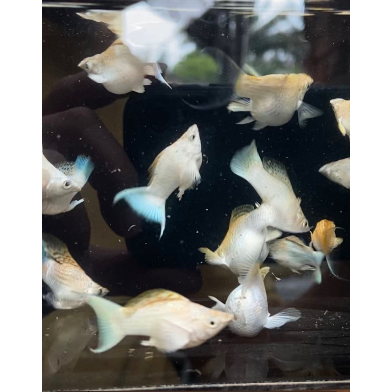 Molly PLATINUM MERPATI Balon/Short Body Lyretail dan Roundtail