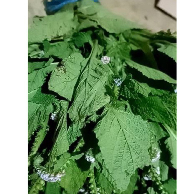 

Daun sangketan segar untuk pengobatan 250 gram