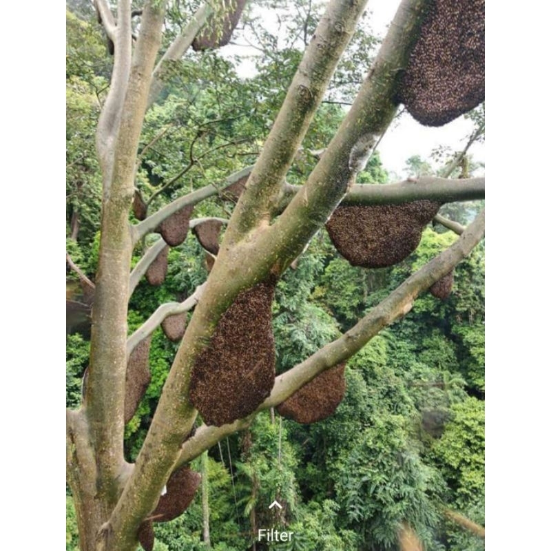 

MADU HUTAN RANAH MINANG