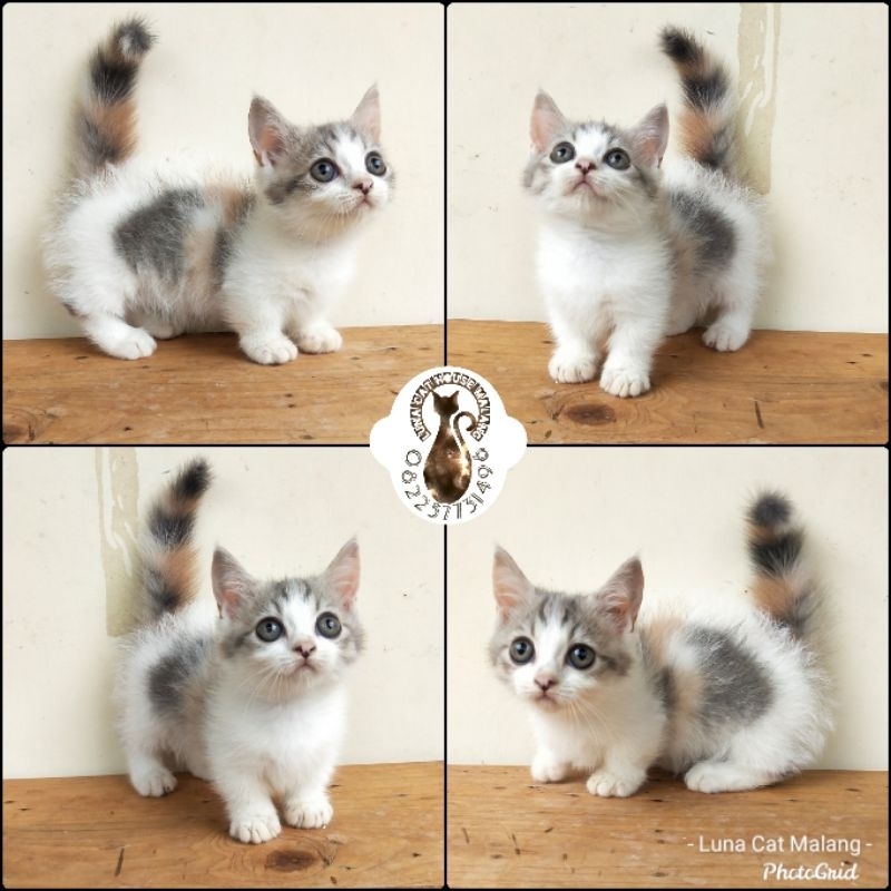 kucing munchkin gaelic straight