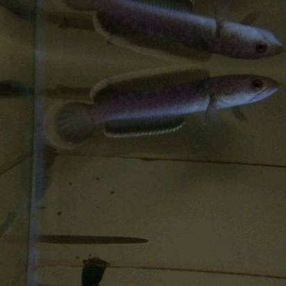 Limbata WC rim tebal 5-20cm