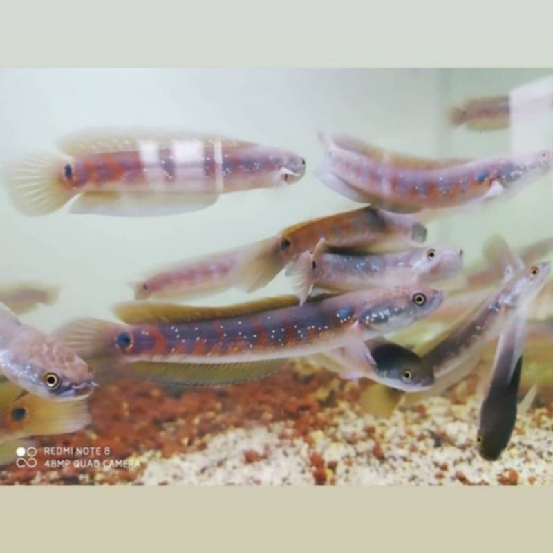 Asiatika RS pure kualias good ukuran 10-12 cm gondes gondes