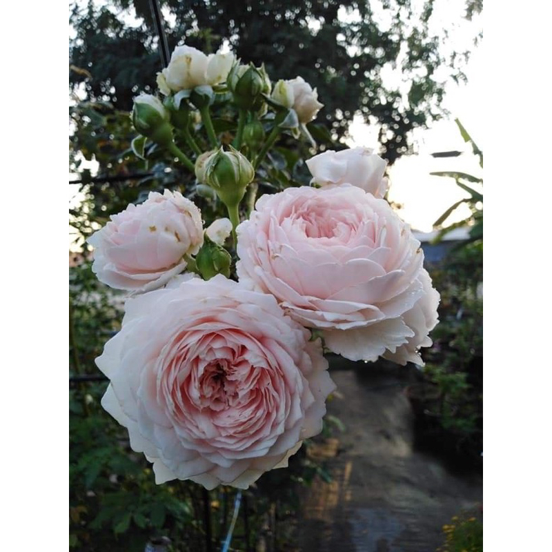 Tanaman Hidup Bunga Mawar Import HERZOGIN CRISHTIANA-mawar import-Tanaman hidup