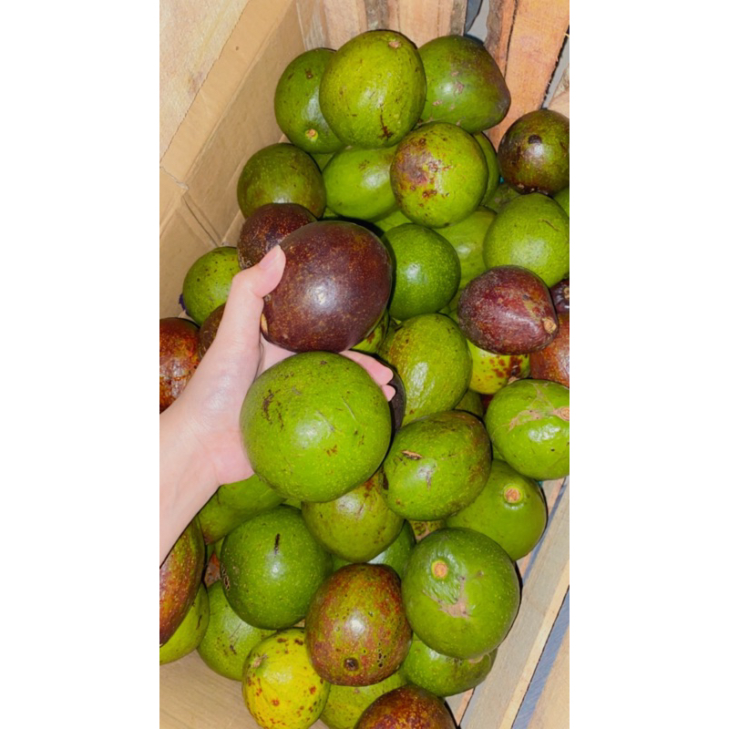 

Alpukat Mentega 1kg Request Matang/Mentah