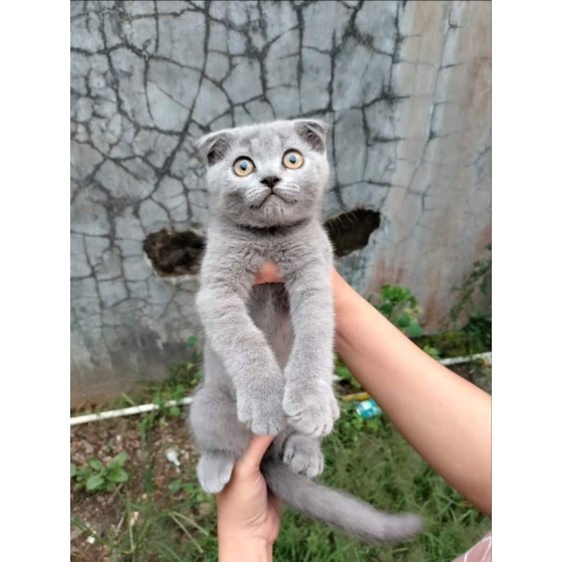 Scootish fold betina