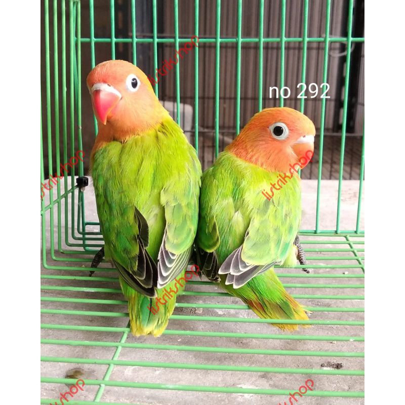 (Khusus Gojek / Grab Bandung) Anakan Lovebird Mutasi Biola