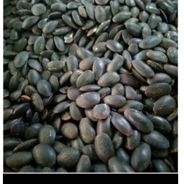 

Biji Kedawung 100gr