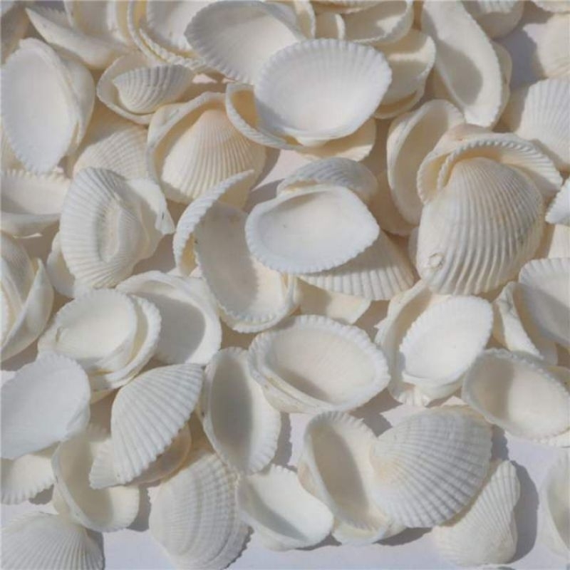 1/2kg - 500gram Cangkang Kerang Craft - Kulit Kerang Putih - Cangkang Kerang Putih - Hiasan