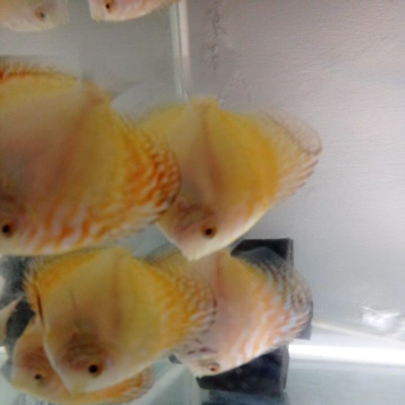 anakan ikan discus jenis pigeon uk badan +- 7,5cm