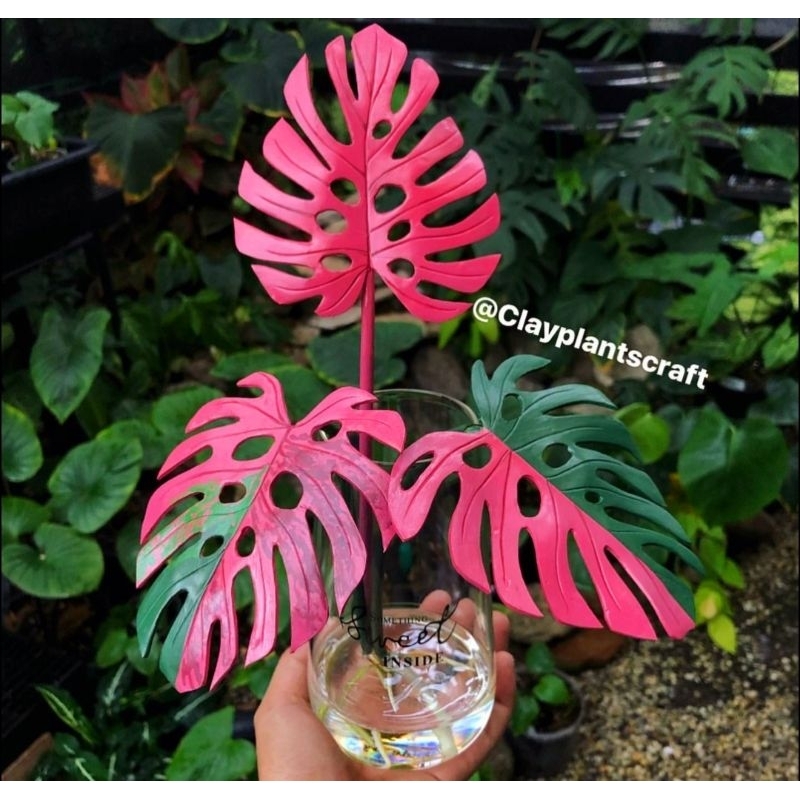 Tanaman hias alocasia black velvet monstera / monstera varigata / Florist Nursery