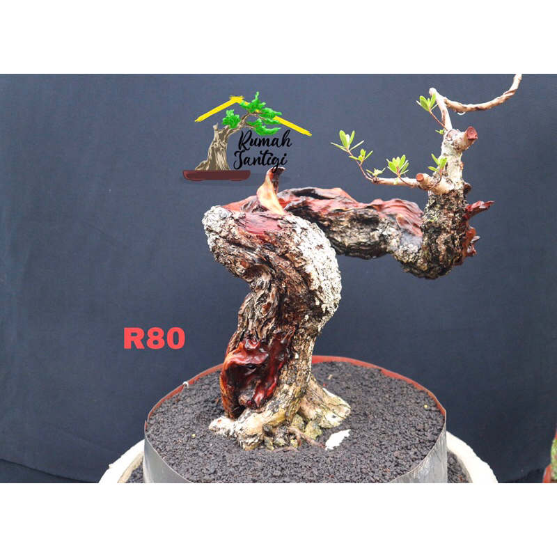 Santigi Karang Medium Ori On The Rock (diatas karang)