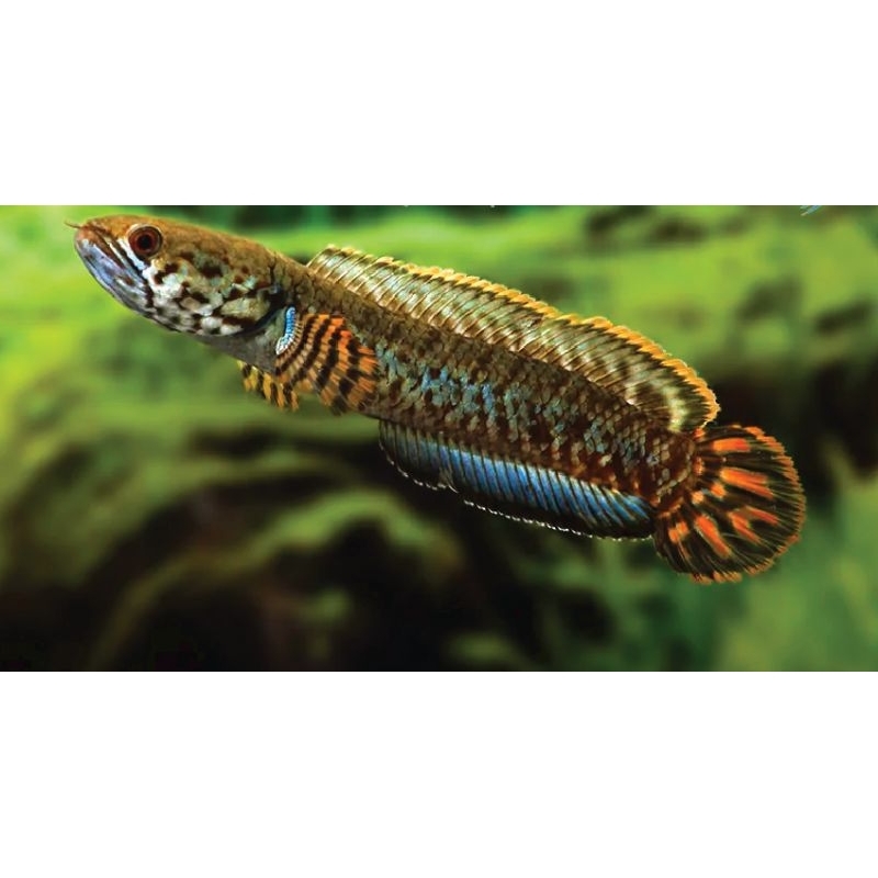 Bleheri 4-5cm / rainbowfish bleheri