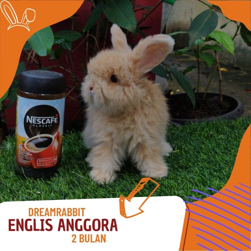 kelinci hias englis anggora orange lucu