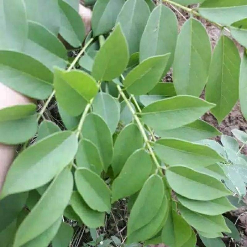 

daun gamal segar 1 kg baru petik