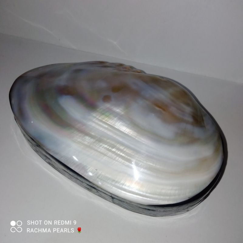 Kotak perhiasan kerang mutiara | kotak penyimpanan perhiasan kerang mutiara laut lombok