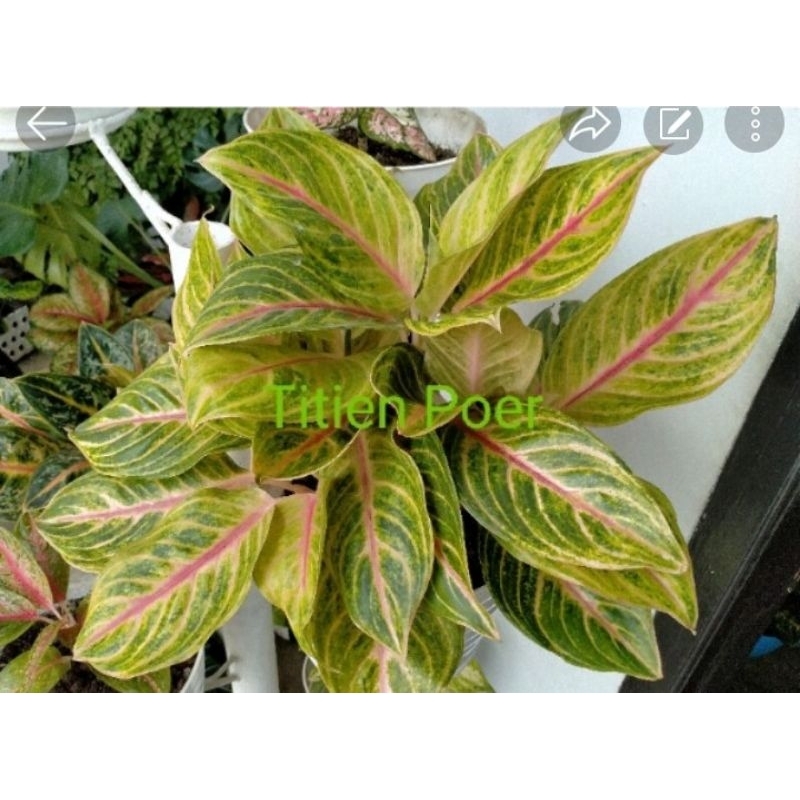 Red Panama