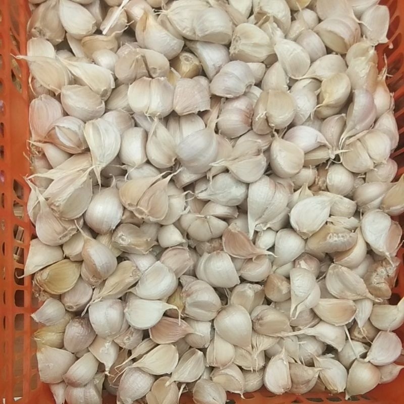 

Bawang putih kating 1kg Dan 1/2 kg