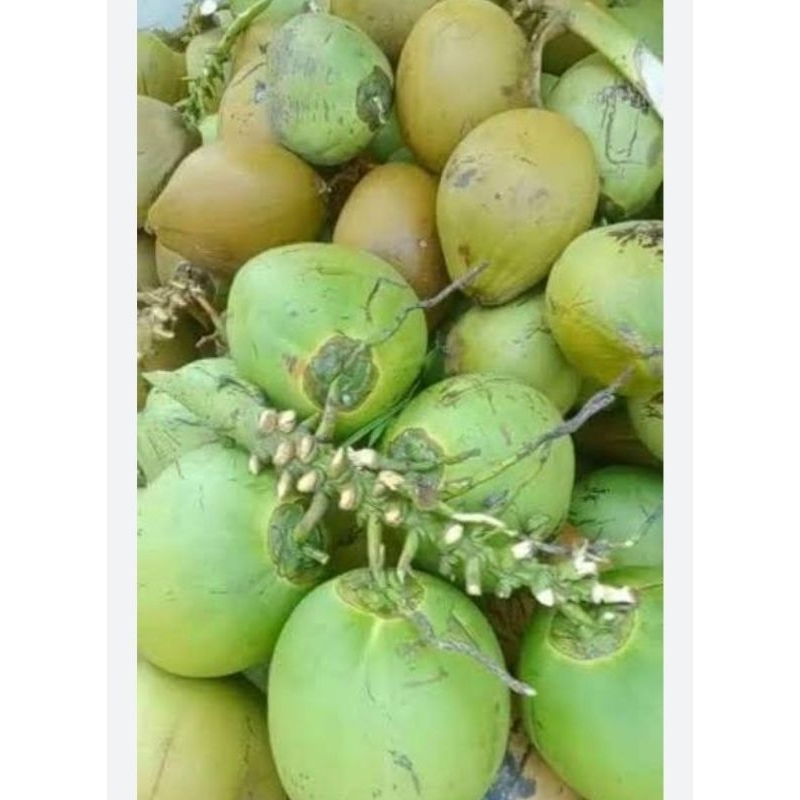 

kelapa muda utuh 1 pcs
