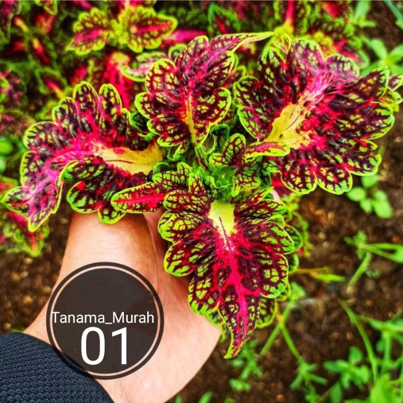 Tanaman Miana kembang Batik - Tanaman hias miana sudah berakar