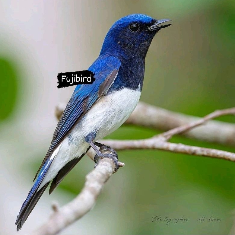 TLEDEKAN LAUT BIRU JANTAN PILIHAN