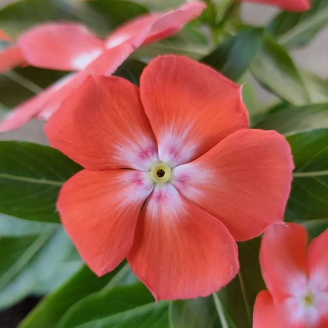 T17 biji benih vinca mandor isi 10 biji mandarin orange tegak Fresh Seeds vinca sultan jepang
