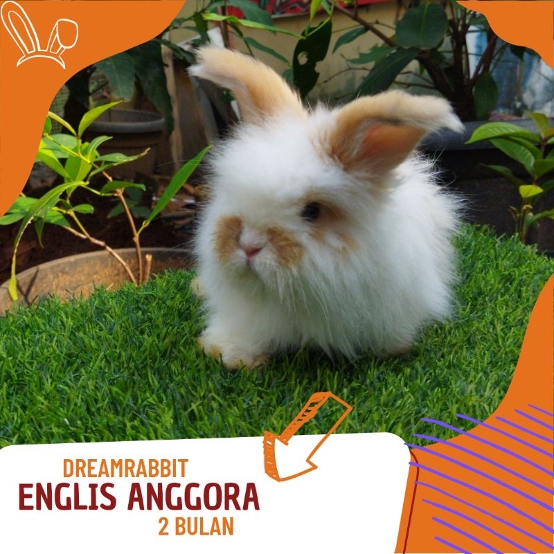 Kelinci Hias English Anggora
