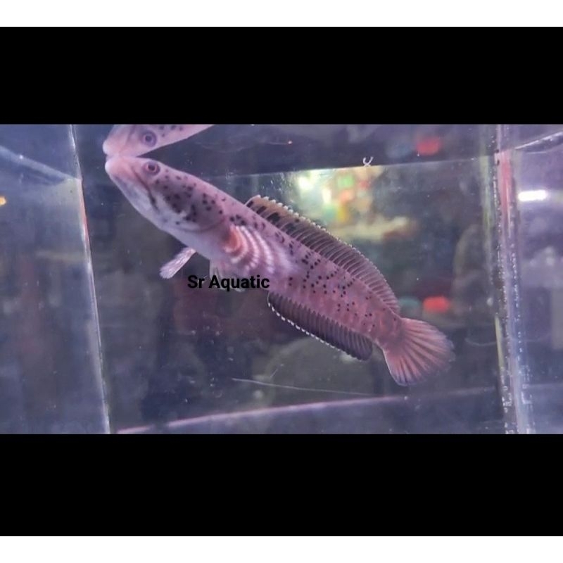 Orna yL yellow lips WC import