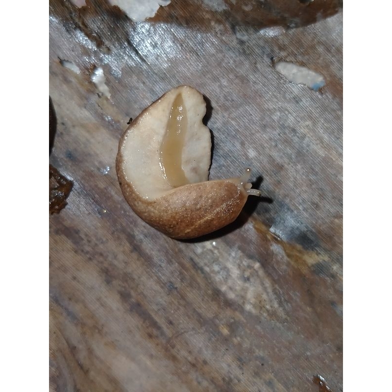 10pcs Umpan Mancing Siput Tanpa Cangkang Rerespo