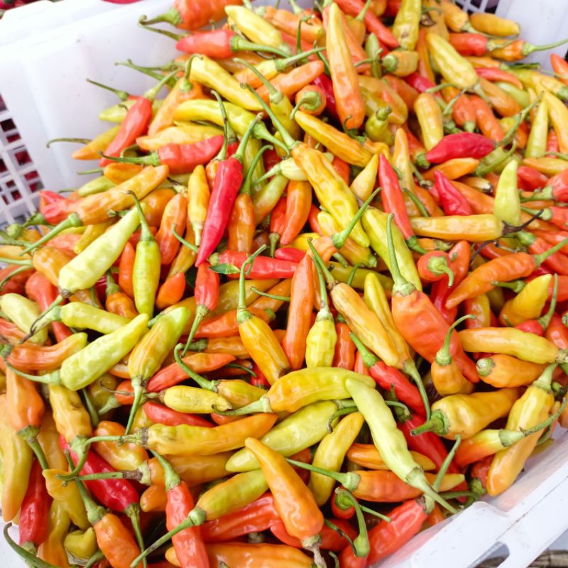 

Cabe rawit setan 500 gram