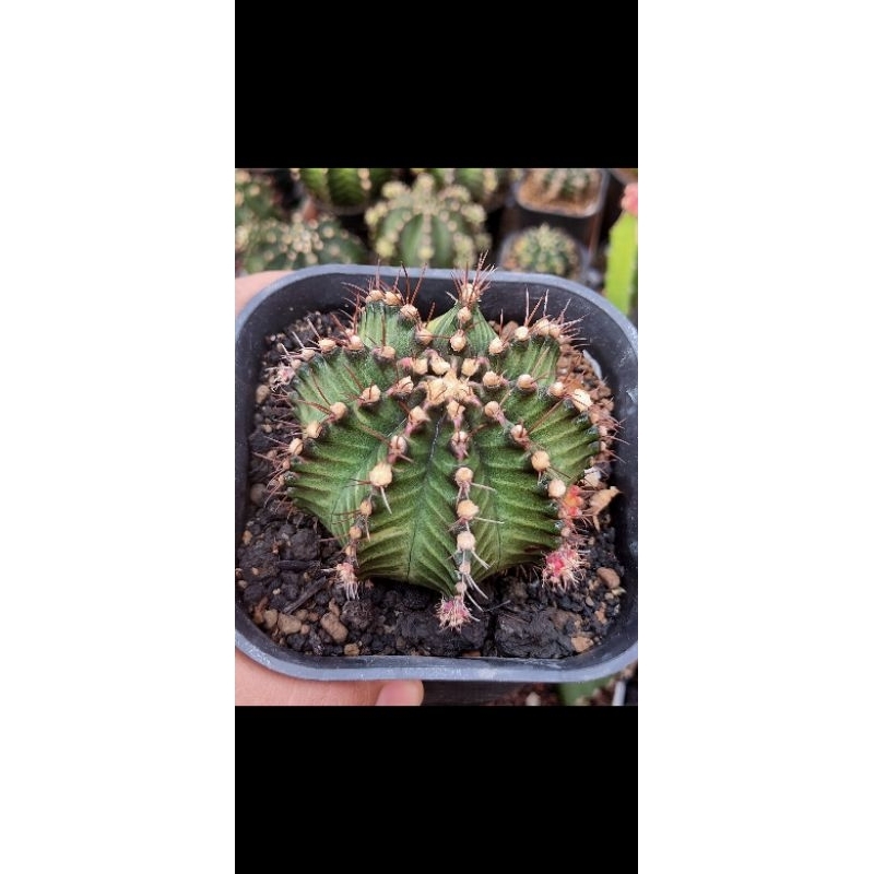 MIHA HYBRID THAILAND VARIGATA//KAKTUS//IMPORT//POTELAN//OWNROOT//GYMNOCALYCIUM//MIHANOVICHI//KAKTUS 