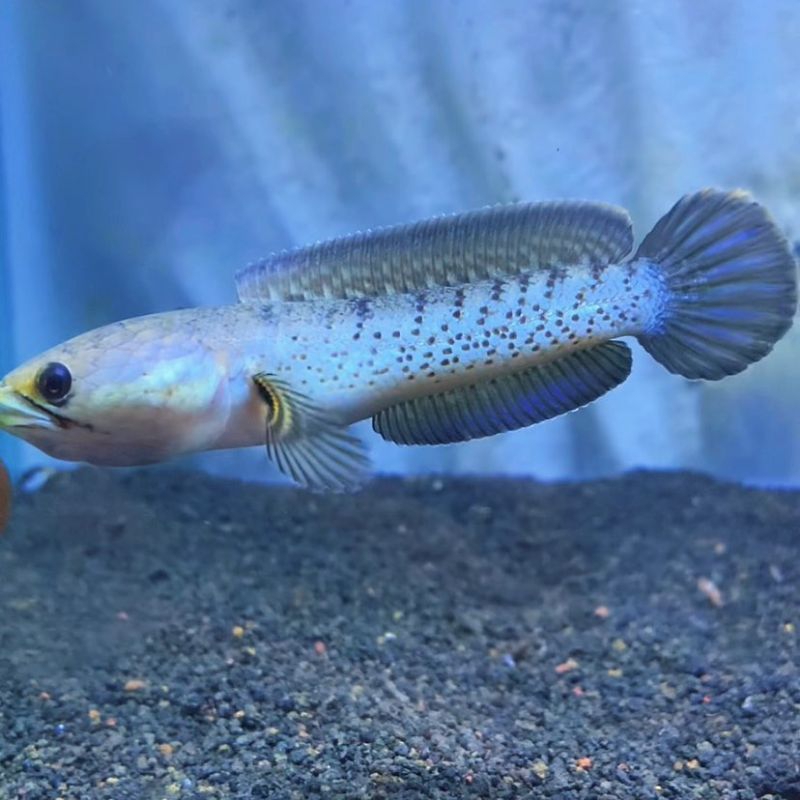 stewarti (progres kontes)