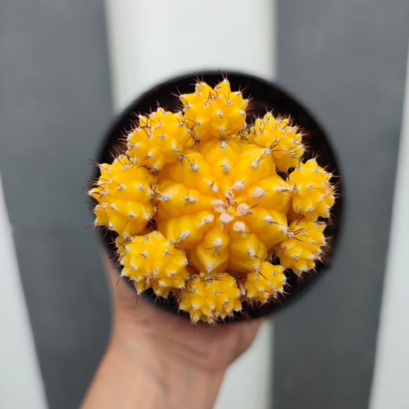 Gymnocalycium Yellow Medium | D 10cm