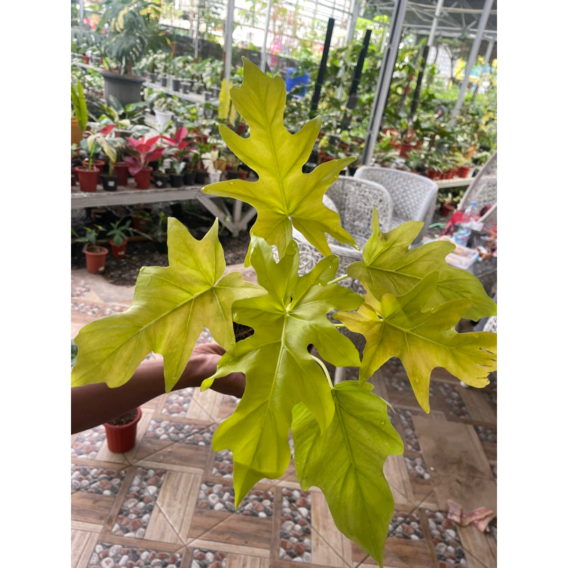 

Golden Finger Cantik