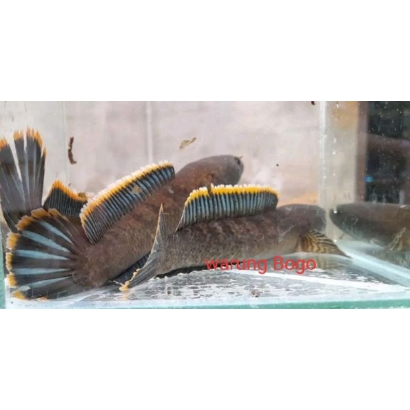 hiasan aquarium aquascape Channa limbata paketan size12 cm rim tebal