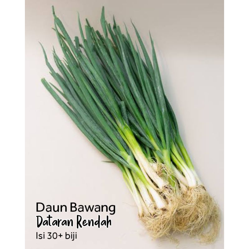 Daun Bawang Dataran rendah benih sayur premium