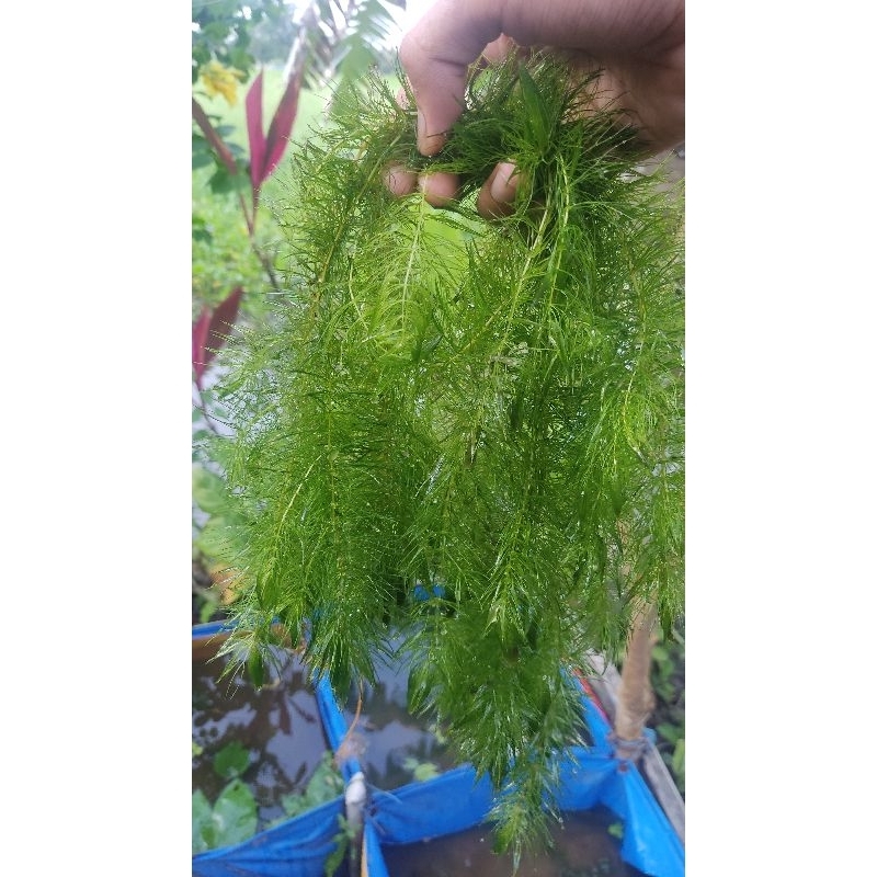 tanaman air gangang ekor tupai se plastik es